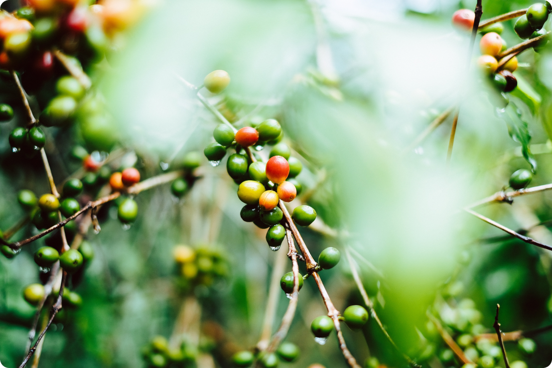 perfiles de sabor del café de especialidad