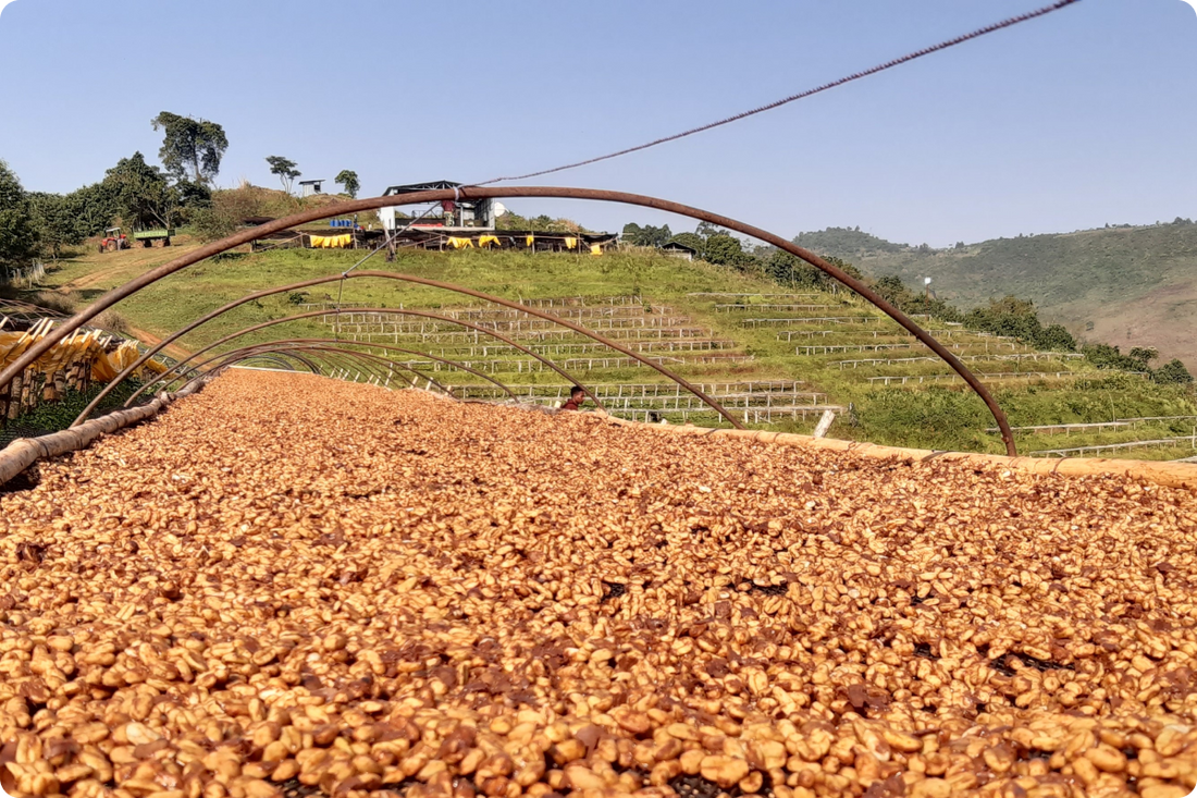 Gesha Village: La joya cafetera de Etiopía