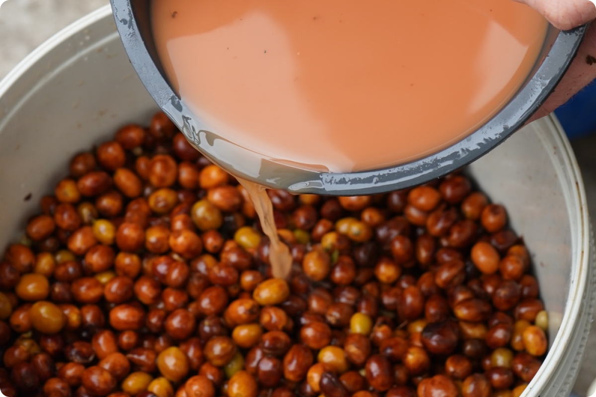 Procesos del café en nuestras fincas
