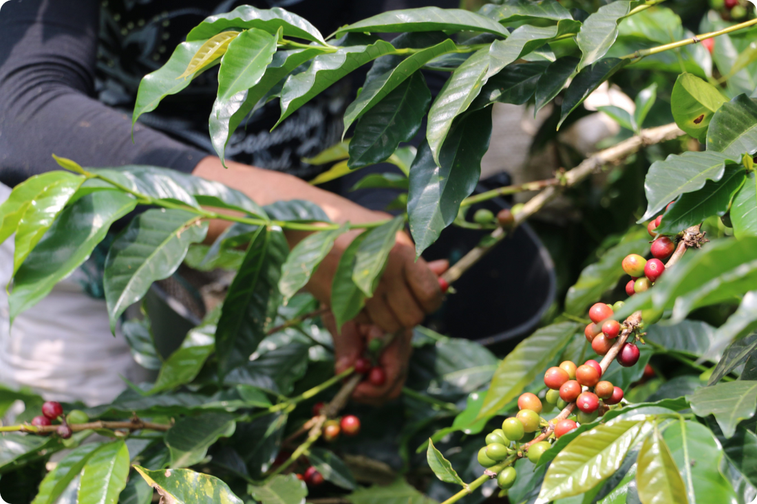 Sostenibilidad del café