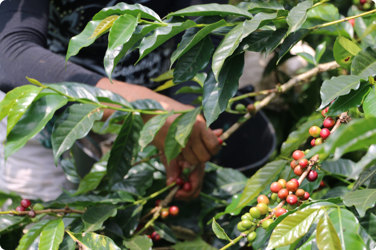 Sostenibilidad del café