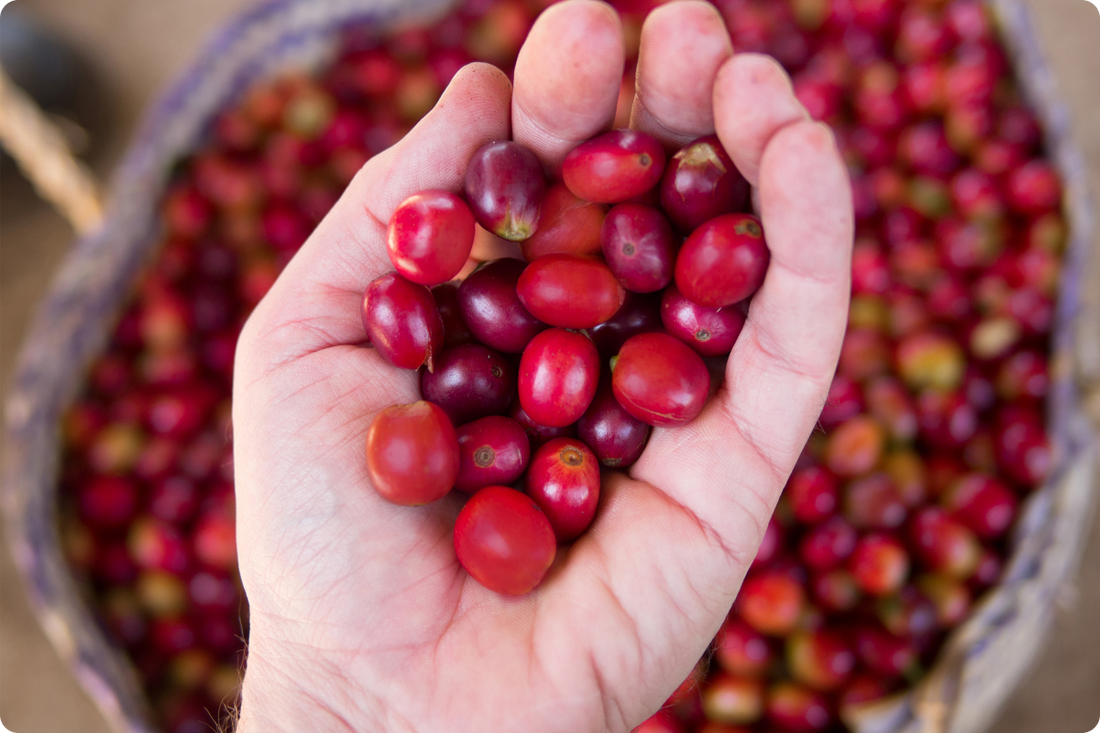 Café descafeinado en grano