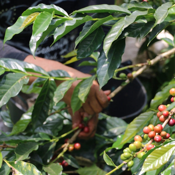 Coffee origin farm