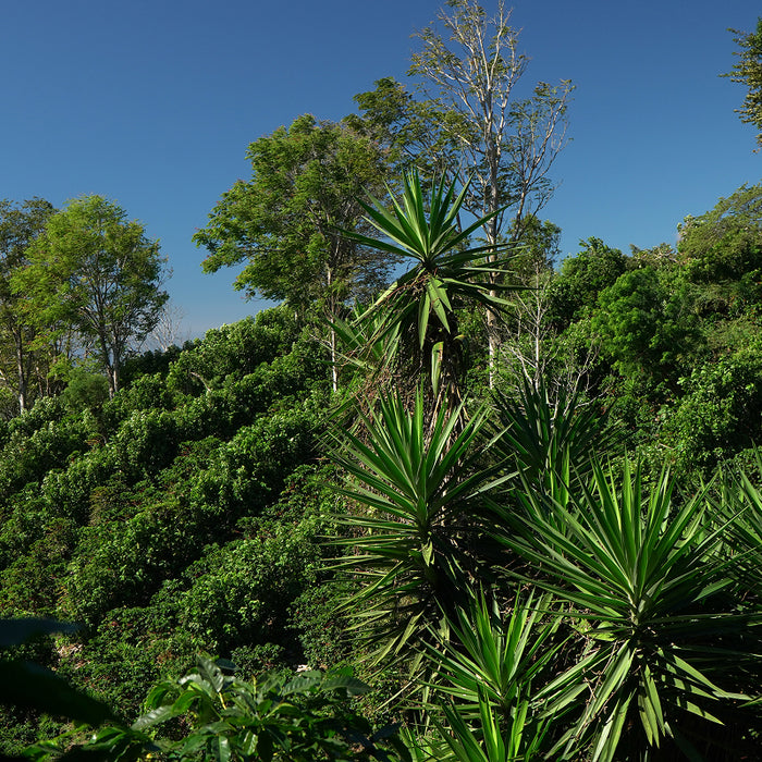 San José Farm