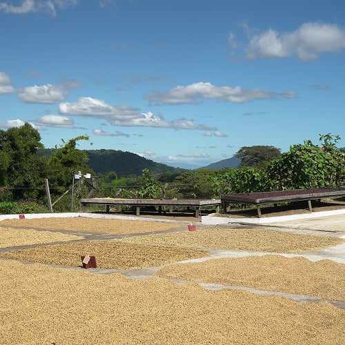 Proceso del café