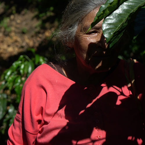 Finca de origen del café