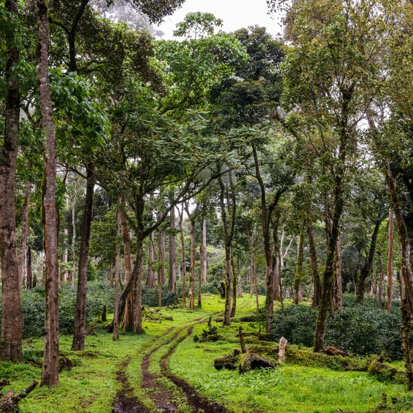 Village Gesha