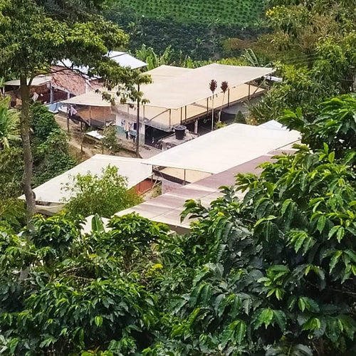 Finca de origen del café