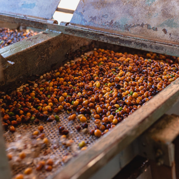 Coffee processing