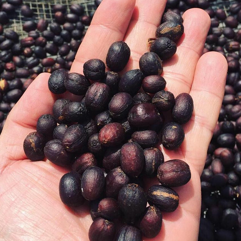 Coffee processing