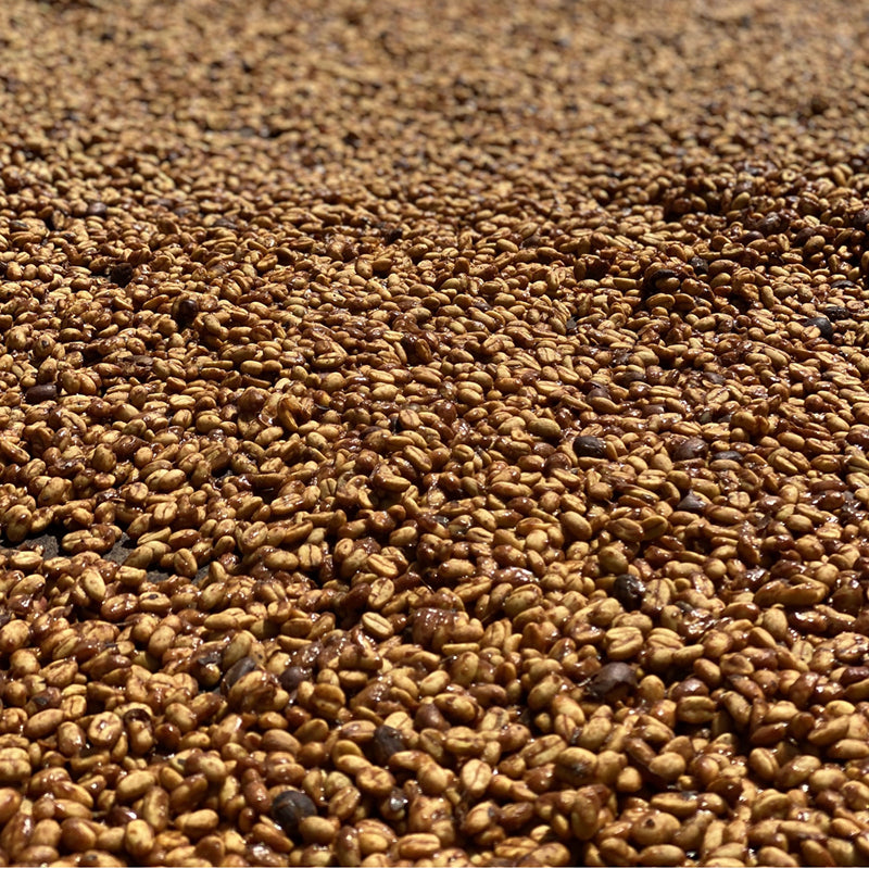Coffee processing