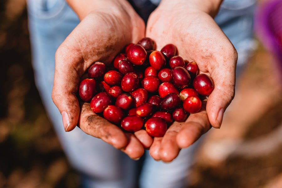 Finca Santuario Sul — caf&eacute; para empresas