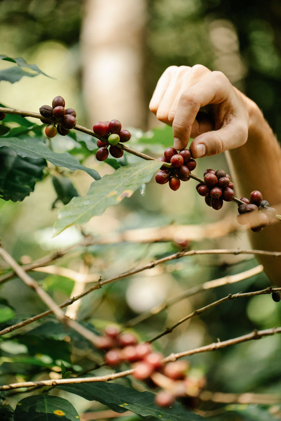 Trazabilidad del caf&eacute; Sensorial