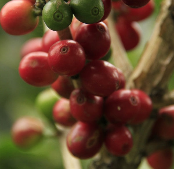 Granos de café de especialidad