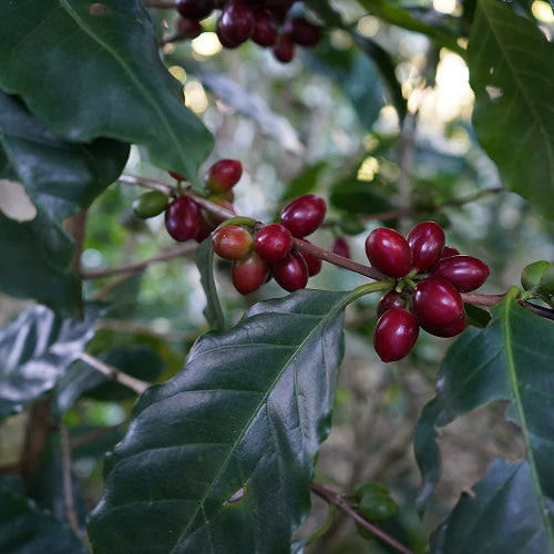 Granos de café de especialidad