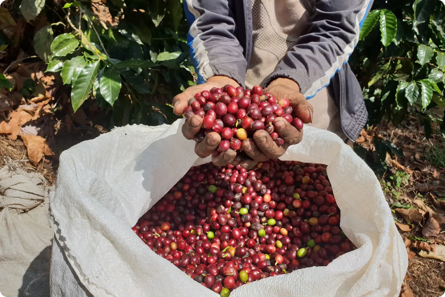 Specialty coffee beans