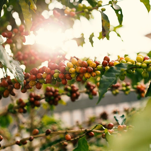 Specialty coffee beans