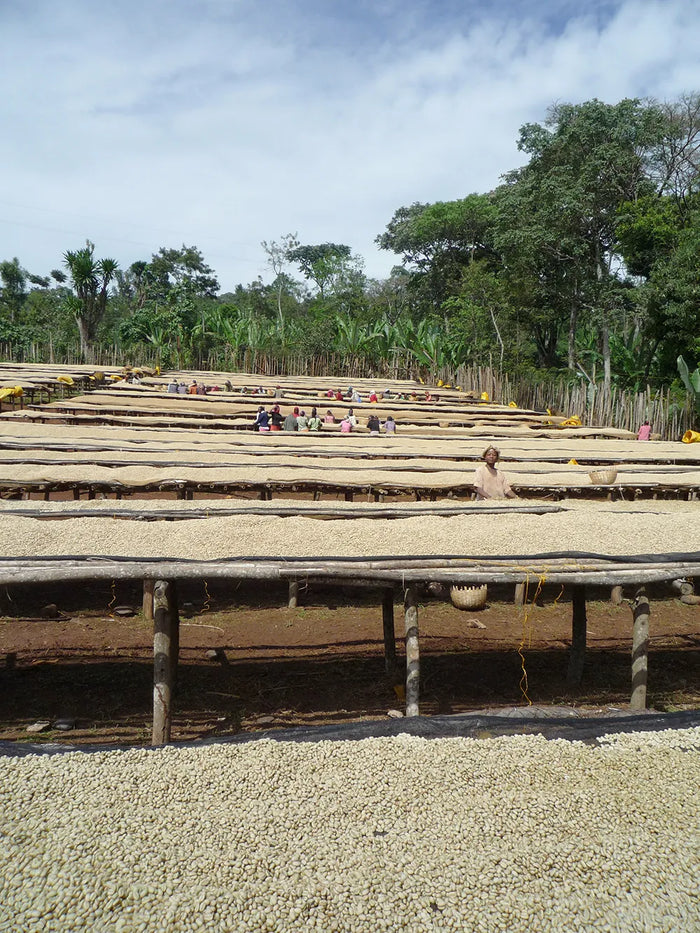 Yirgacheffe