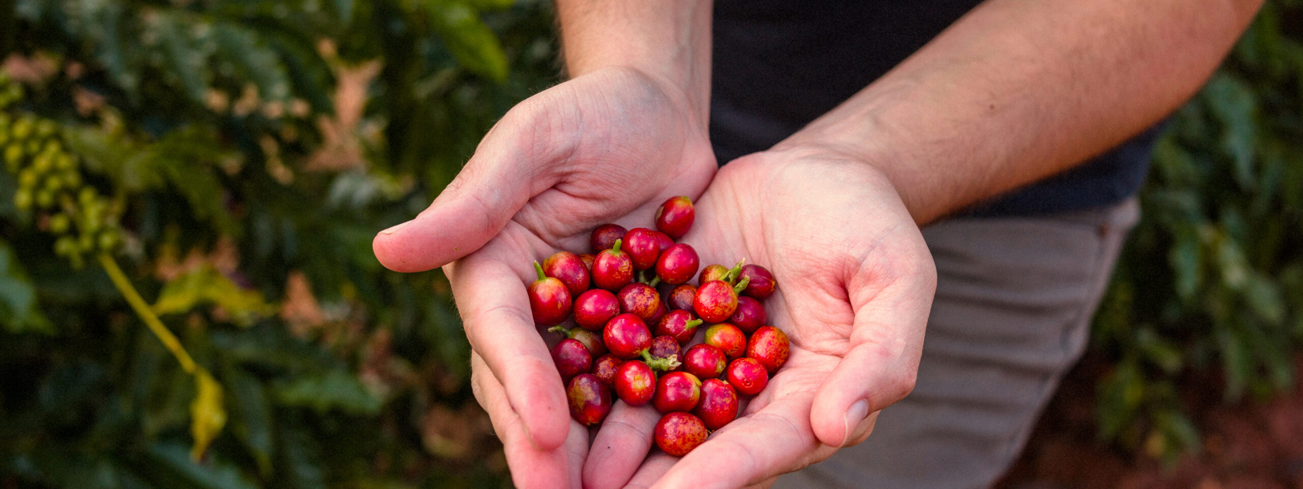 Finca Colombia