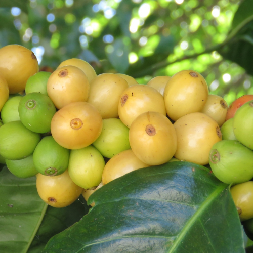 Variedad Yellow Bourbon, Costa Rica