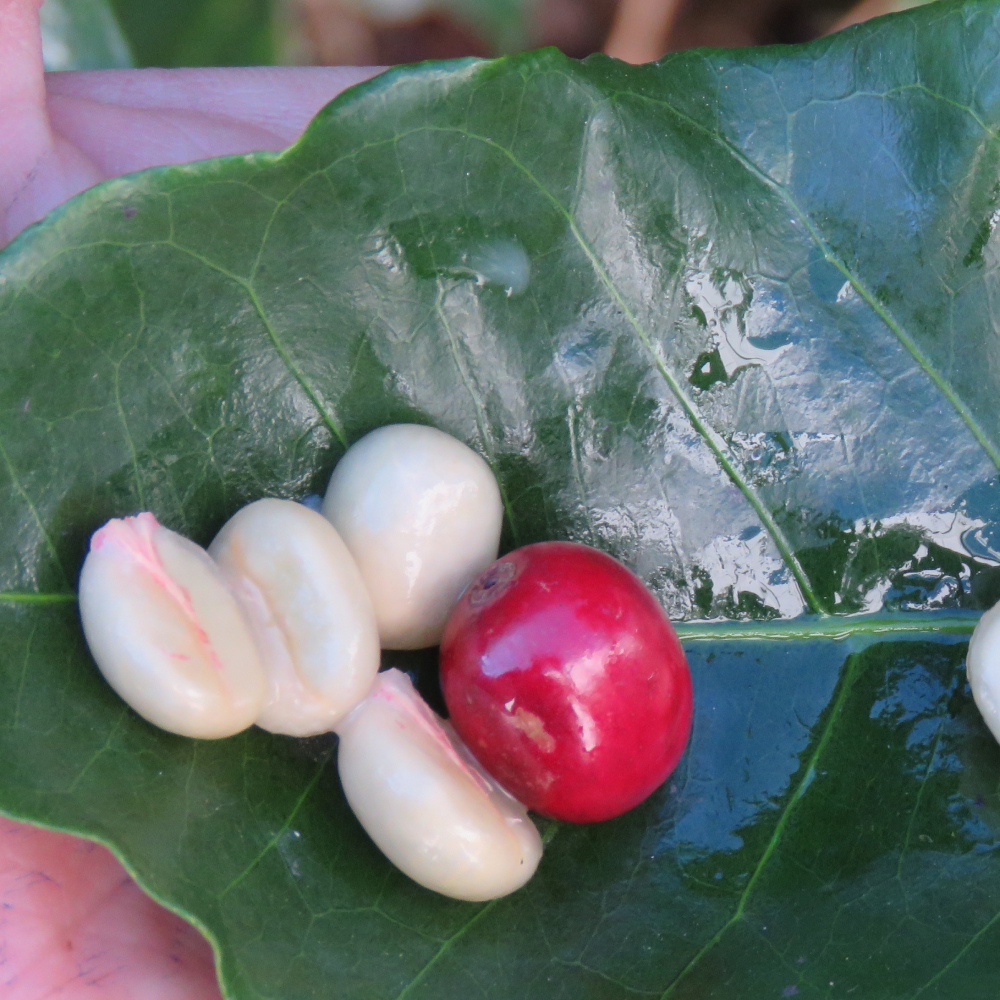 Grano de café variedad red catuai