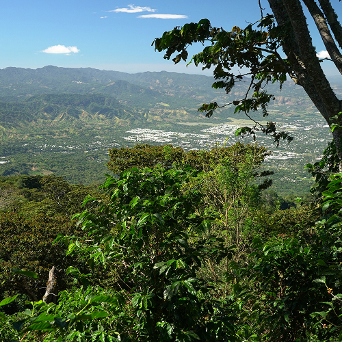 finca de café de el salvador | café de especialidad | café en grano