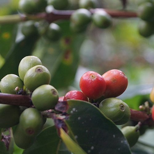 caturra grano de café