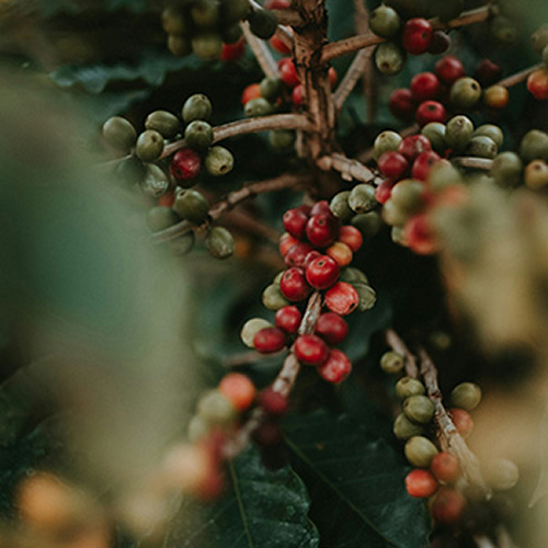 café en grano de kenia